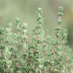 Thyme