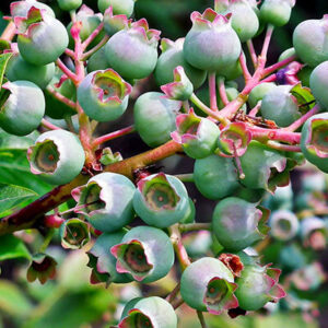 Bilberry Leaf Powder