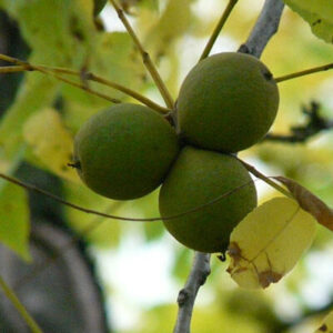 Black Walnut Hulls C/S