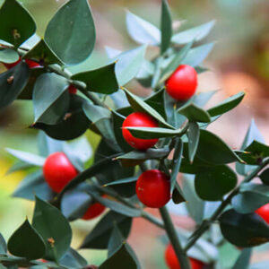 Butchers Broom Root Powder