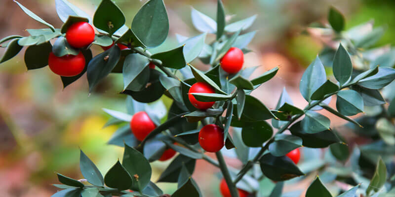 Butchers Broom Root Powder