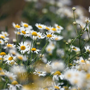 Chamomile Flower Tbc Organic