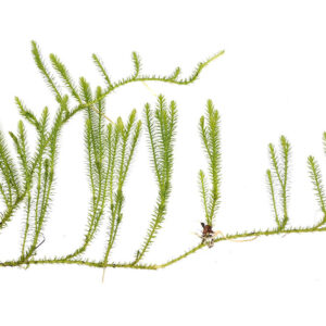 Club Moss (Pine) Whole