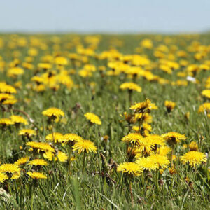 Dandelion Root Roasted Tbc Organic