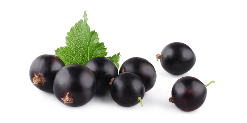 Elderberry Tbc Organic