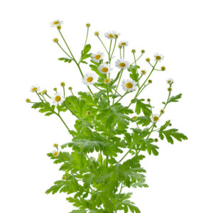 Feverfew Herb Powder
