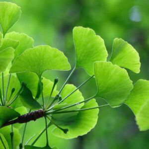 Ginkgo Leaf C/S Organic