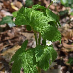 Goldenseal Root Whole Organic