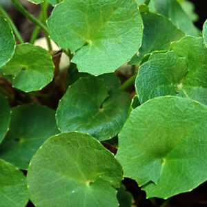 Gotu Kola Herb Powder