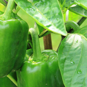 Green Pepper Whole Organic