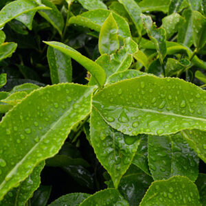 Green Tea Leaf Powder