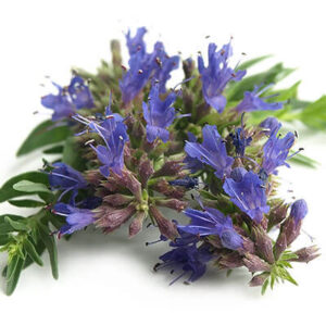 Hyssop Herb Powder