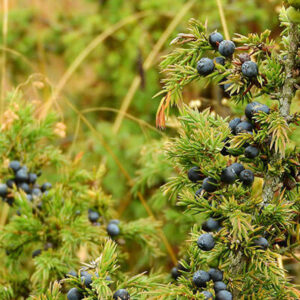 Juniper Berry Whole