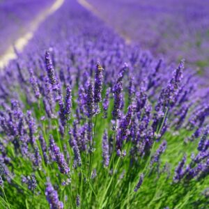 Lavender Tbc Organic