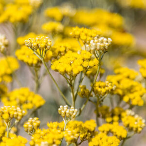 Life Everylasting Herb C/S