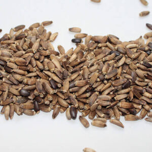 Milk Thistle Seed Whole Organic