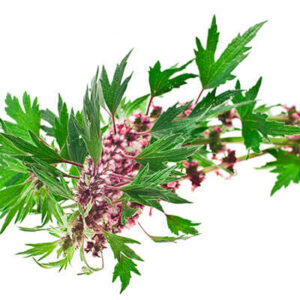 Motherwort Herb C/S