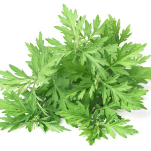 Mugwort Herb Powder