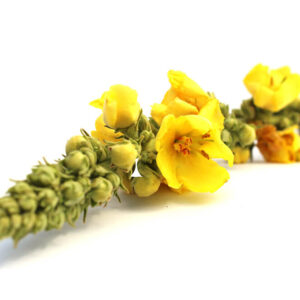 Mullein Herb Powder
