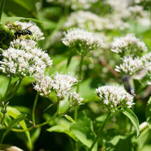 New Jersey Tea Root Powder