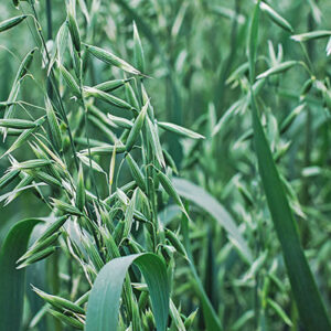 Oat Straw Powder Organic