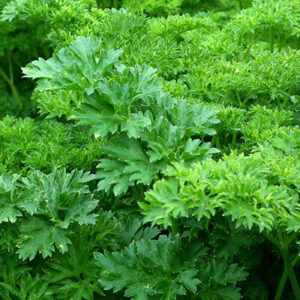 Parsley Leaf Powder