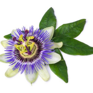 Passionflower Herb Powder Organic