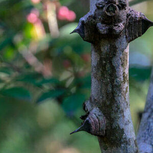 Prickly Ash Bark Northern Powder