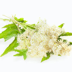 Queen Of The Meadow Herb Powder