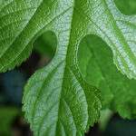 Sassafras Leaf