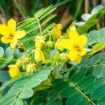 Senna Leaves