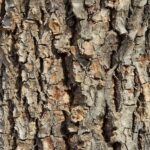 Slippery Elm Bark