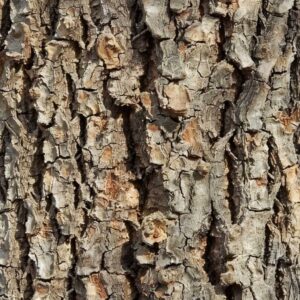 Slippery Elm Bark
