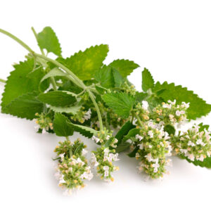 Catnip Herb Tbc Organic