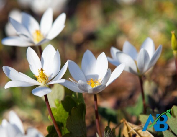 Blood Root Whole – American Botanicals