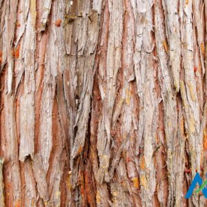 Cedar Bark Whole