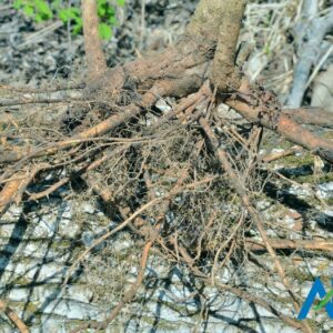 Eleutherococcus Root